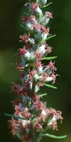 Armoise commune. Fleurs, Ceyssat. Cliquer pour agrandir l'image.