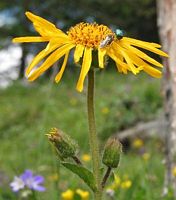 Arnica des montagnes. Cliquer pour agrandir l'image.