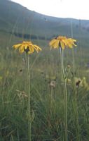 Arnica des montagnes. Cliquer pour agrandir l'image.