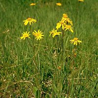 Arnica des montagnes. Cliquer pour agrandir l'image.
