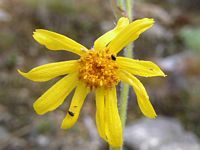 Arnica des montagnes. Cliquer pour agrandir l'image.