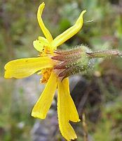 Arnica des montagnes. Cliquer pour agrandir l'image.