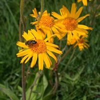 Arnica des montagnes. Cliquer pour agrandir l'image.