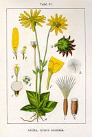 Arnica des montagnes. Cliquer pour agrandir l'image.