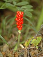 Arum tacheté. Fruits, barbecot. Cliquer pour agrandir l'image.