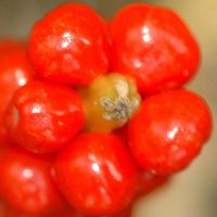 Arum tacheté. Fruits, barbecot. Cliquer pour agrandir l'image.