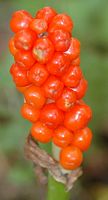 Arum tacheté. Fruits, barbecot. Cliquer pour agrandir l'image.