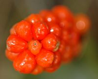 Arum tacheté. Fruits, barbecot. Cliquer pour agrandir l'image.