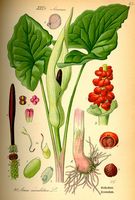 Arum tacheté. Planche d'identification Thomé. Cliquer pour agrandir l'image.