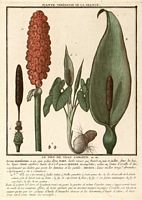 Arum tacheté. Planche d'identification Bulliard. Cliquer pour agrandir l'image.