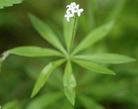 Aspérule odorante. Cheires de Côme. Cliquer pour agrandir l'image.