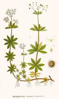 Aspérule odorante. Planche d'identification Linnemand. Cliquer pour agrandir l'image.