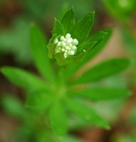 Aspérule odorante. Fleur, Ceyssat. Cliquer pour agrandir l'image.