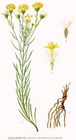 Aster à feuilles d'osyris. Planche d'identification Linnemand. Cliquer pour agrandir l'image.