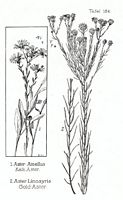 Aster à feuilles d'osyris. Planche d'identification Oltmanns. Cliquer pour agrandir l'image.