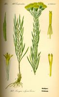Aster à feuilles d'osyris. Planche d'identification Thomé. Cliquer pour agrandir l'image.
