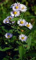 Aster amelle. Côtes de Clermont. Cliquer pour agrandir l'image.