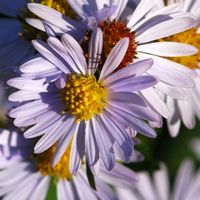 Aster amelle. Côtes de Clermont. Cliquer pour agrandir l'image.