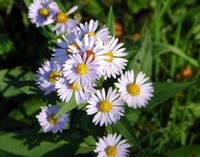 Aster amelle. Côtes de Clermont. Cliquer pour agrandir l'image.