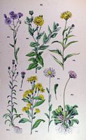 Aster amelle. Planche d'identification Hoffmann. Cliquer pour agrandir l'image.