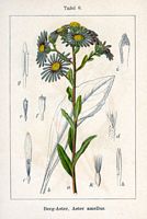 Aster amelle. Planche d'identification Sturm. Cliquer pour agrandir l'image.