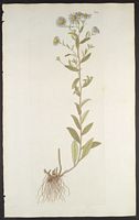 Aster amelle. Planche d'identification Jacquin. Cliquer pour agrandir l'image.