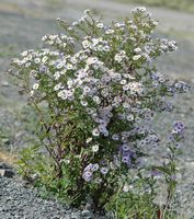 Aster amelle. Plante, Côtes de Clermont. Cliquer pour agrandir l'image.