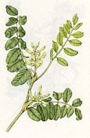 Astragale à feuilles de réglisse. Dessin. Cliquer pour agrandir l'image.