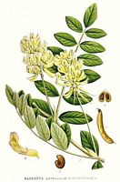 Astragale à feuilles de réglisse. Planche d'identification Linnemand. Cliquer pour agrandir l'image.