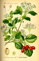 Aubépine à deux styles. Planche d'identification. Cliquer pour agrandir l'image.