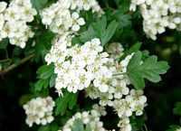 Aubépine à deux styles. Fleurs. Cliquer pour agrandir l'image.