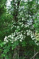 Aubépine à deux styles. Plante en fleurs. Cliquer pour agrandir l'image.
