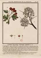 Aubépine à deux styles. Planche d'identification Bulliard. Cliquer pour agrandir l'image.