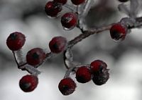 Aubépine à deux styles. Fruits d'aubépine givrés à Ternant. Cliquer pour agrandir l'image.