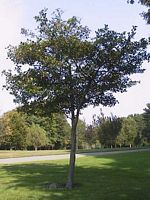 Aubépine monogyne. Arbuste. Cliquer pour agrandir l'image.