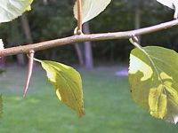 Aubépine monogyne. Bourgeons. Cliquer pour agrandir l'image.