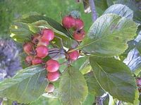 Aubépine monogyne. Fruits. Cliquer pour agrandir l'image.