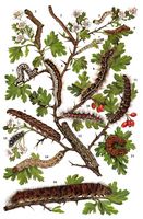 Aubépine monogyne. Chenilles. Cliquer pour agrandir l'image.