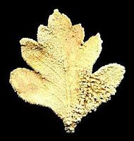 Aubépine monogyne. Feuille fossile d'aubépine monogyne. Cliquer pour agrandir l'image.