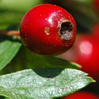 Aubépine monogyne. Fruit, Villars. Cliquer pour agrandir l'image.