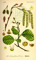 Aulne glutineux. Planche d'identification. Cliquer pour agrandir l'image.