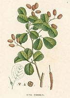 Aulne glutineux. Dessin d'identification. Cliquer pour agrandir l'image.