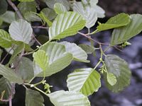 Aulne glutineux. Feuilles. Cliquer pour agrandir l'image.