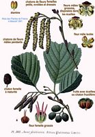 Aulne glutineux. Dessin d'identification. Cliquer pour agrandir l'image.