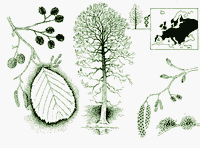 Aulne glutineux. Dessin. Cliquer pour agrandir l'image.