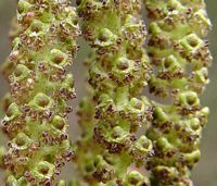 Aulne glutineux. Fleurs en gros plan. Cliquer pour agrandir l'image.