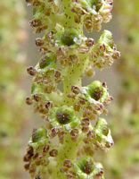 Aulne glutineux. Fleurs en gros plan. Cliquer pour agrandir l'image.