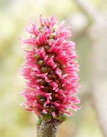 Aulne glutineux. Fleurs femelles en gros plan. Cliquer pour agrandir l'image.