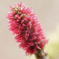 Aulne glutineux. Fleurs femelles en gros plan. Cliquer pour agrandir l'image.