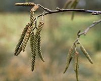 Aulne glutineux. Fleurs. Cliquer pour agrandir l'image.